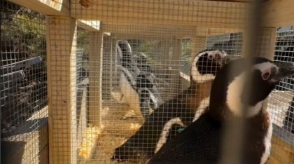 40 pingüinos de Magallanes llegaron a Río Negro tras el cierre del Aquarium de Mar del Plata